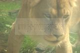 leipzig zoo-01_07_2011_zoo_allgemein_319